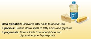Quick summary of lipid reactions