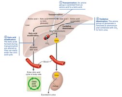 Amino acid utilization for energy