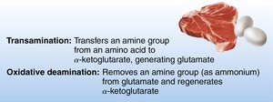 Quick summary of amino acid catabolism