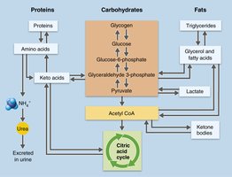 Interconversion of carbohydrates, fats, and proteins