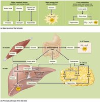 Fed state metabolic pathways