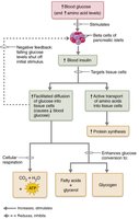 Insulin directs fed state