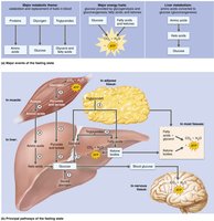 Fasting state metabolic pathways