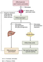 Glucagon raises blood glucose