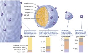 Lipoprotein composition and function