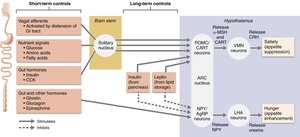 Hypothalamic command of appetite