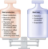 Body temperature balance