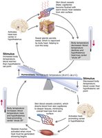 Mechanisms of body temperature regulation