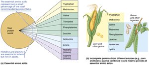 Essential amino acids