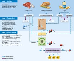 Three stages of metabolism