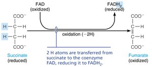 Succinate to fumarate oxidation