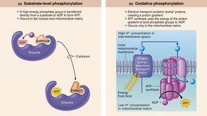Mechanisms of phosphorylation