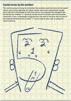 Mnemonic diagram for cranial nerves by number, showing their locations on a face outline