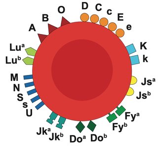 Diagram of red blood cell with various blood group antigens