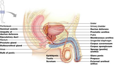 Male reproductive system sagittal section