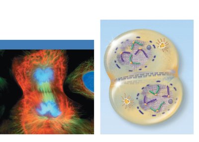Telophase and cytokinesis