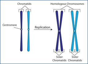 Chromosome replication and homologous chromosomes