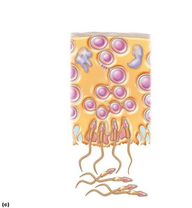 Spermatogenic cells surrounded by sustentocytes