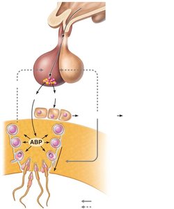 Hormonal regulation of testicular function