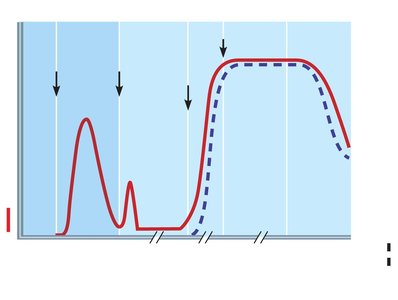 Plasma testosterone and sperm production levels versus age