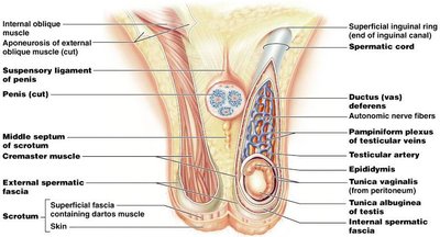 Scrotum and spermatic cord anatomy