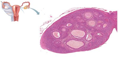 Stages of follicle development