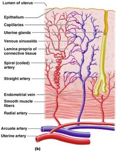 Uterine vascular supply
