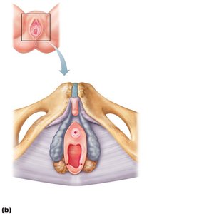 External genitalia (vulva) of the female