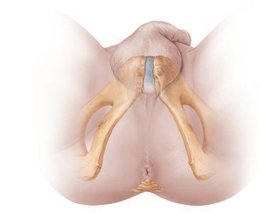 Male perineum anatomy