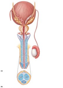Male reproductive structures including penis and glands