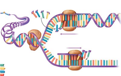 DNA replication process