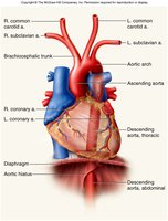 Aorta and its branches