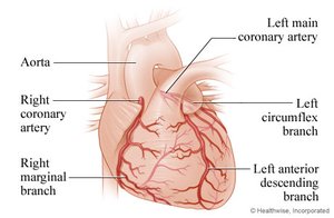 Coronary arteries of the heart