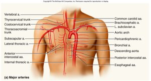 Major arteries of the thorax
