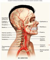 Arteries of the head and neck