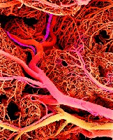 Microscopic view of blood vessels