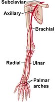 Arteries of the upper limb
