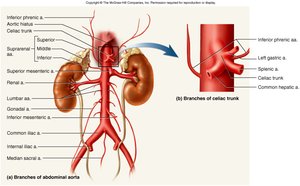 Branches of abdominal aorta