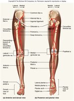 Arteries of the lower limb