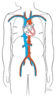 Vena cavae and their branches