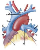 Brachiocephalic veins
