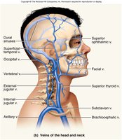 Veins of the head and neck