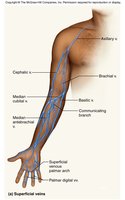 Superficial veins of the arm