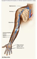 Deep veins of the arm
