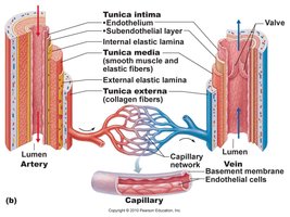 Diagram of blood vessel structure