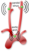 Diagram of baroreceptors and chemoreceptors in arteries