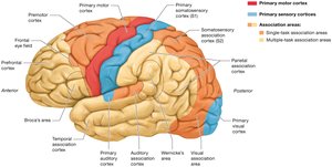 Structure of the cerebral cortex, functional areas