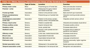 Table of motor, sensory, and association areas of the cerebral cortex