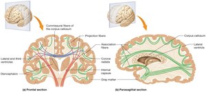 Structure of cerebral white matter