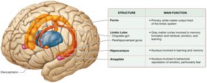 Structures of the limbic system